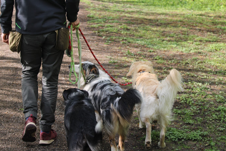 J'Educ Zen - Educateur comportementaliste canin/Pension canine