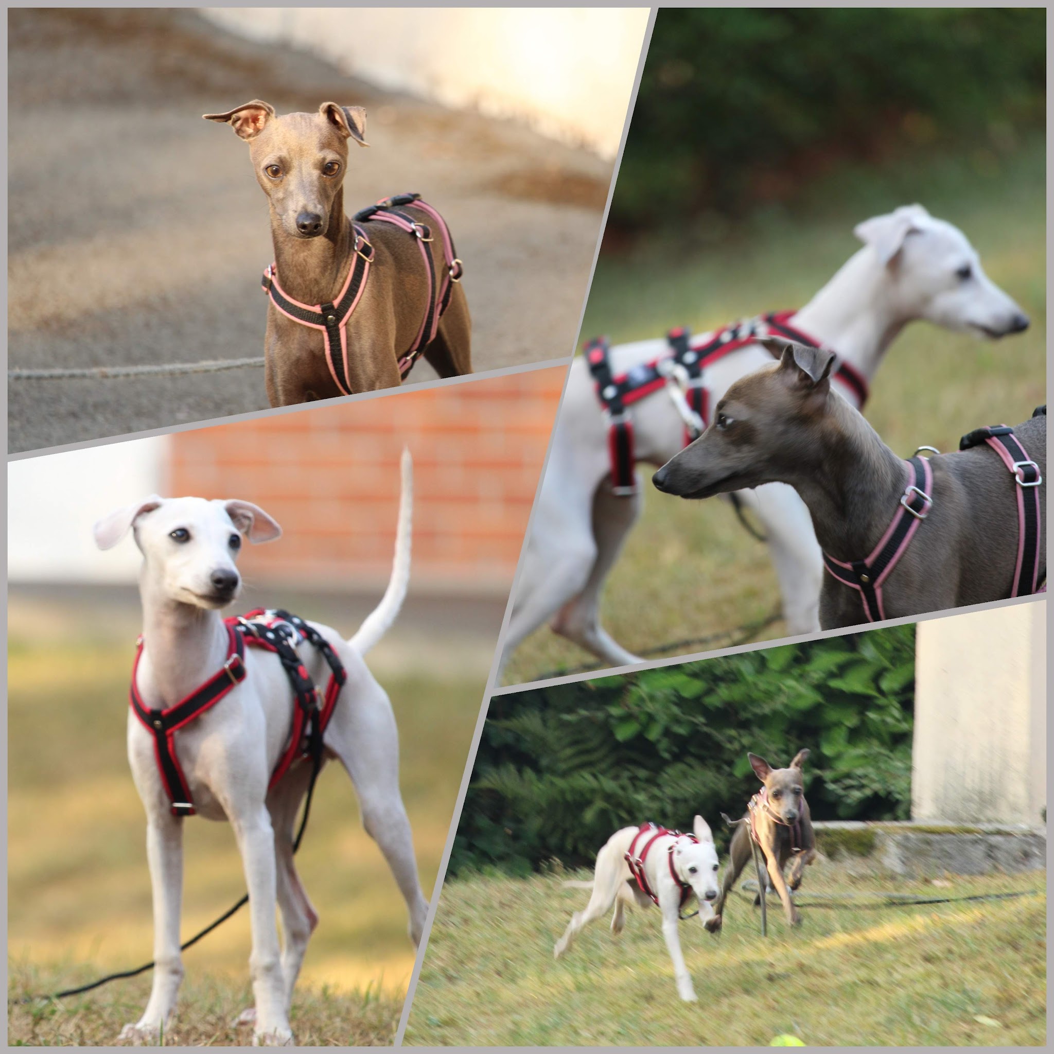 J'Educ Zen - Educateur comportementaliste canin/Pension canine — photo
