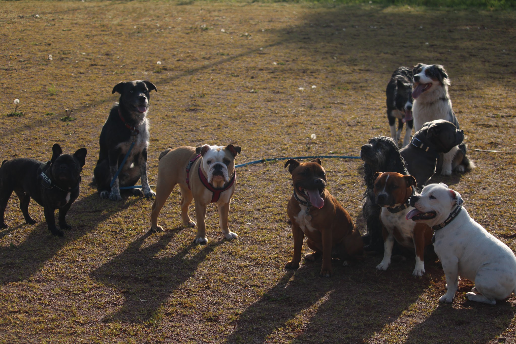 J'Educ Zen - Educateur comportementaliste canin/Pension canine — photo