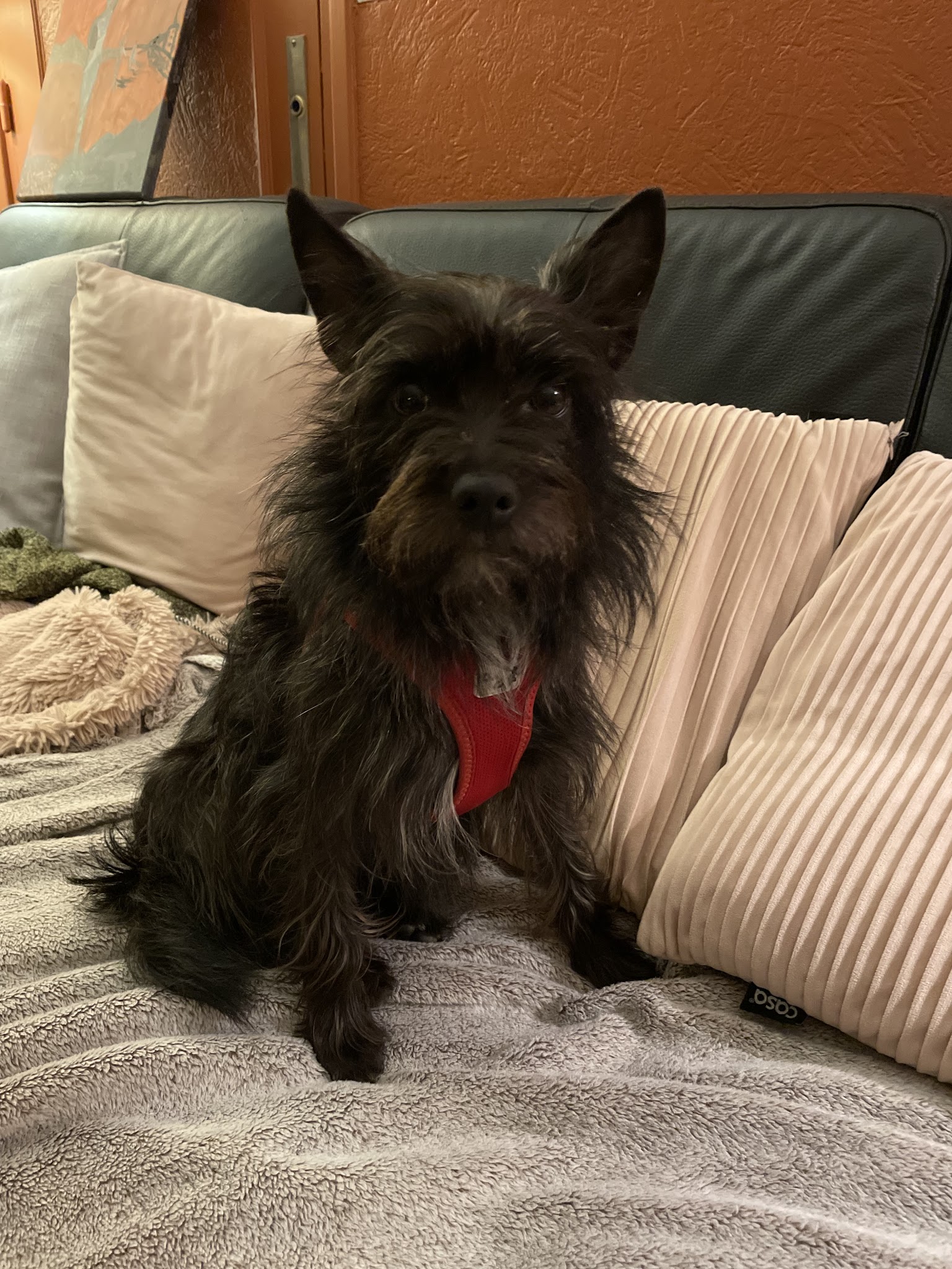 J'Educ Zen - Educateur comportementaliste canin/Pension canine — photo