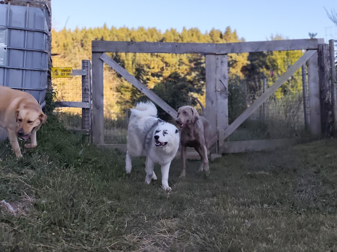 LA MEUTE DES 3 SOURCES - Pension Canine Familiale - Éducation canine et école du chiot.