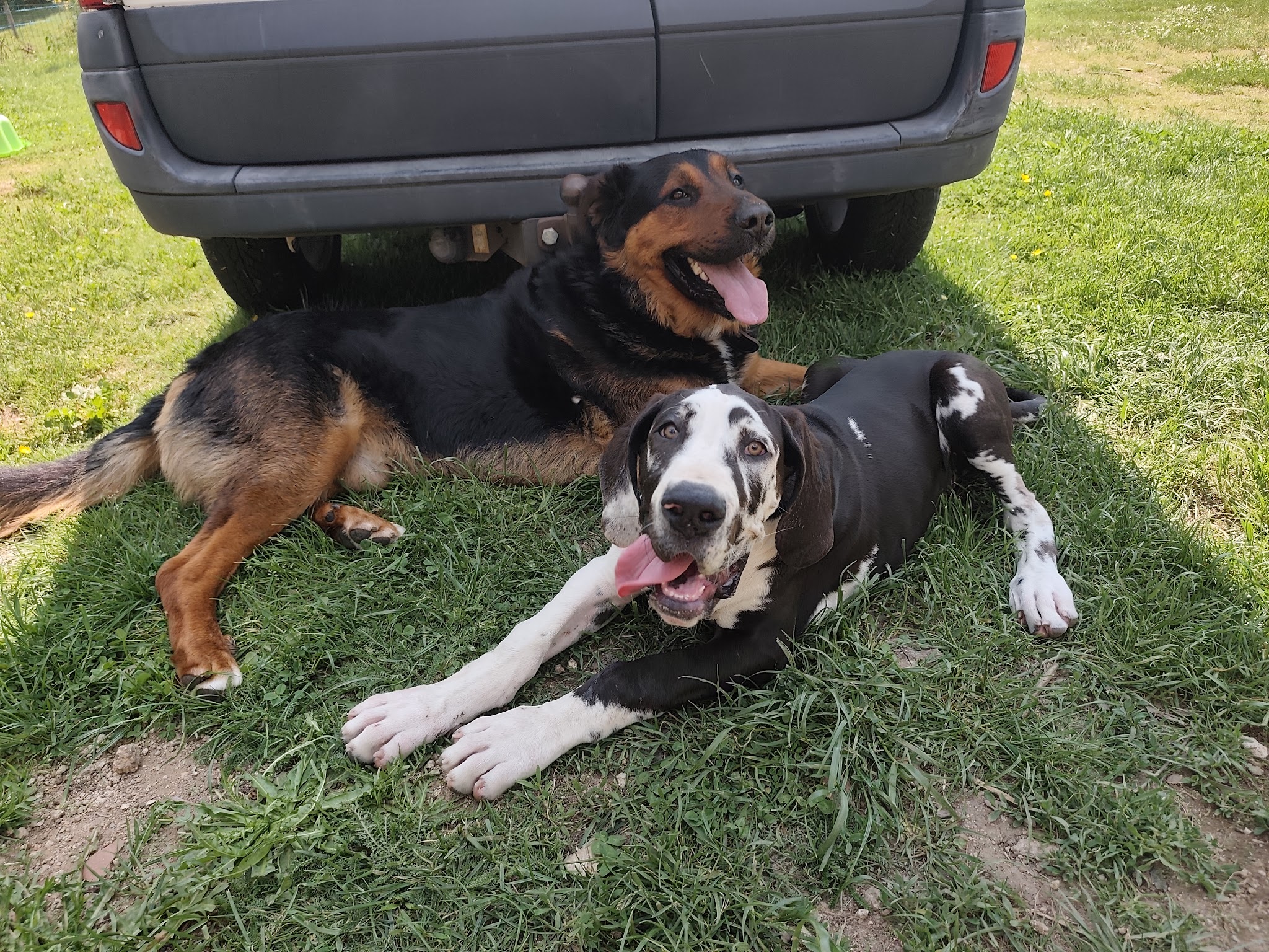 LA MEUTE DES 3 SOURCES - Pension Canine Familiale - Éducation canine et école du chiot. — photo