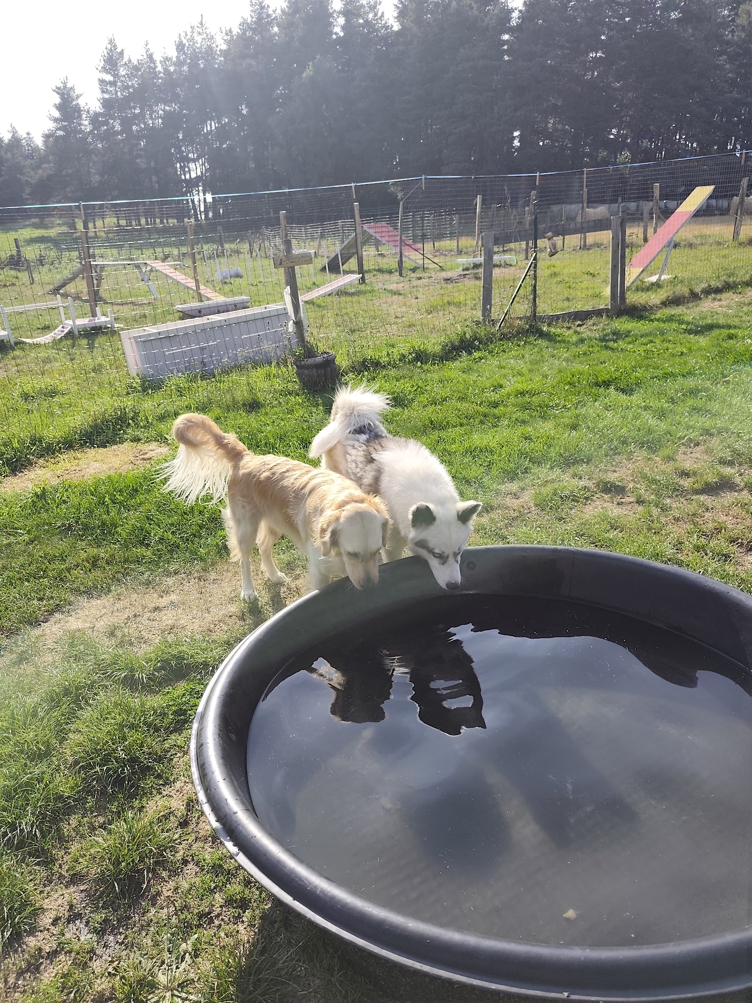 LA MEUTE DES 3 SOURCES - Pension Canine Familiale - Éducation canine et école du chiot. — photo