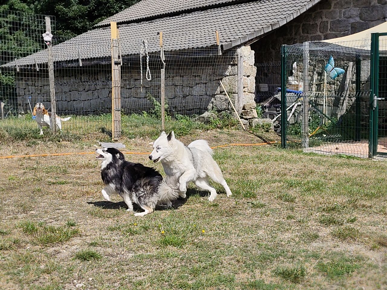 LA MEUTE DES 3 SOURCES - Pension Canine Familiale - Éducation canine et école du chiot. — photo