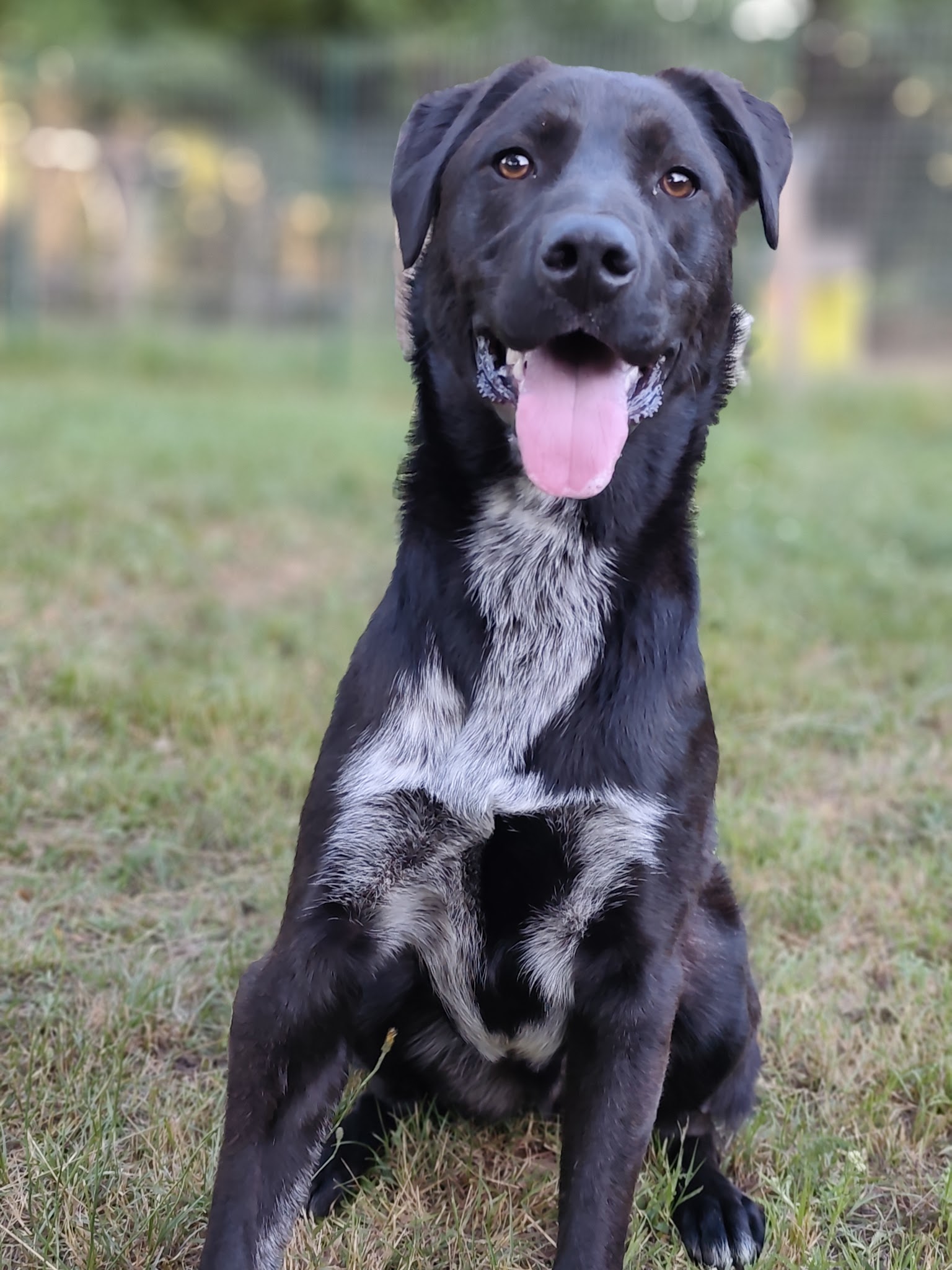 LA MEUTE DES 3 SOURCES - Pension Canine Familiale - Éducation canine et école du chiot. — photo