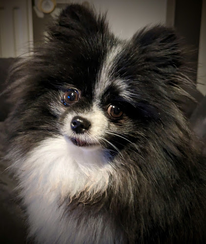 Elevage Spitz et Chihuahua Le Crystal Noir