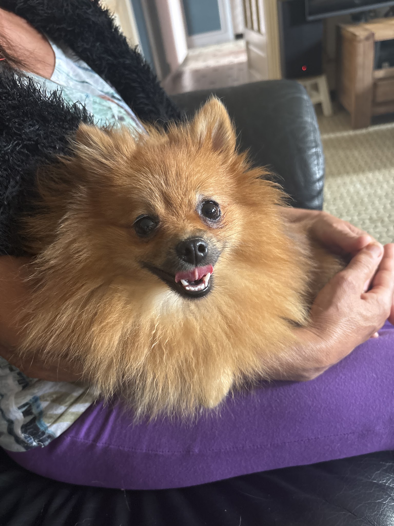 Elevage Spitz et Chihuahua Le Crystal Noir — photo