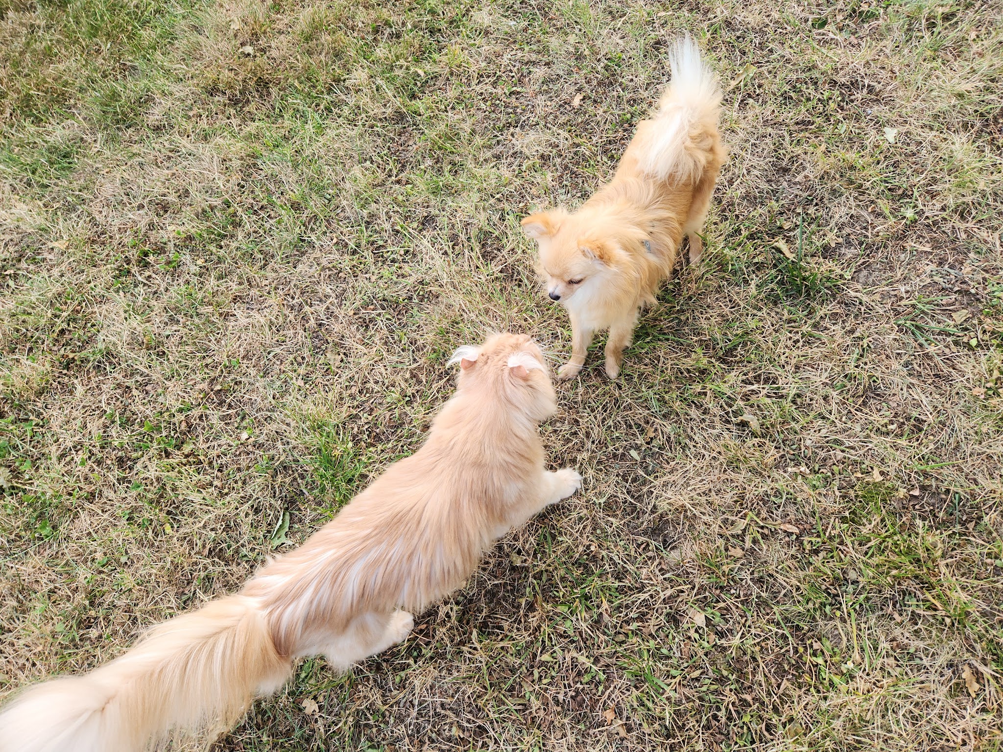 Elevage Spitz et Chihuahua Le Crystal Noir — photo