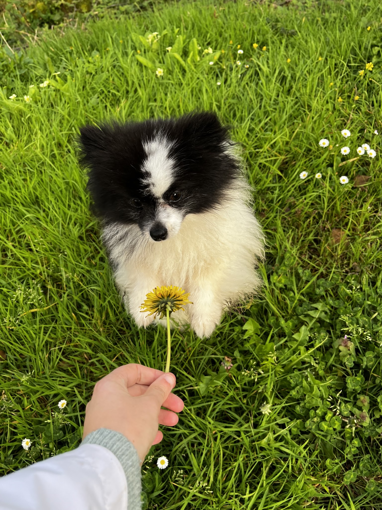 Elevage Spitz et Chihuahua Le Crystal Noir — photo