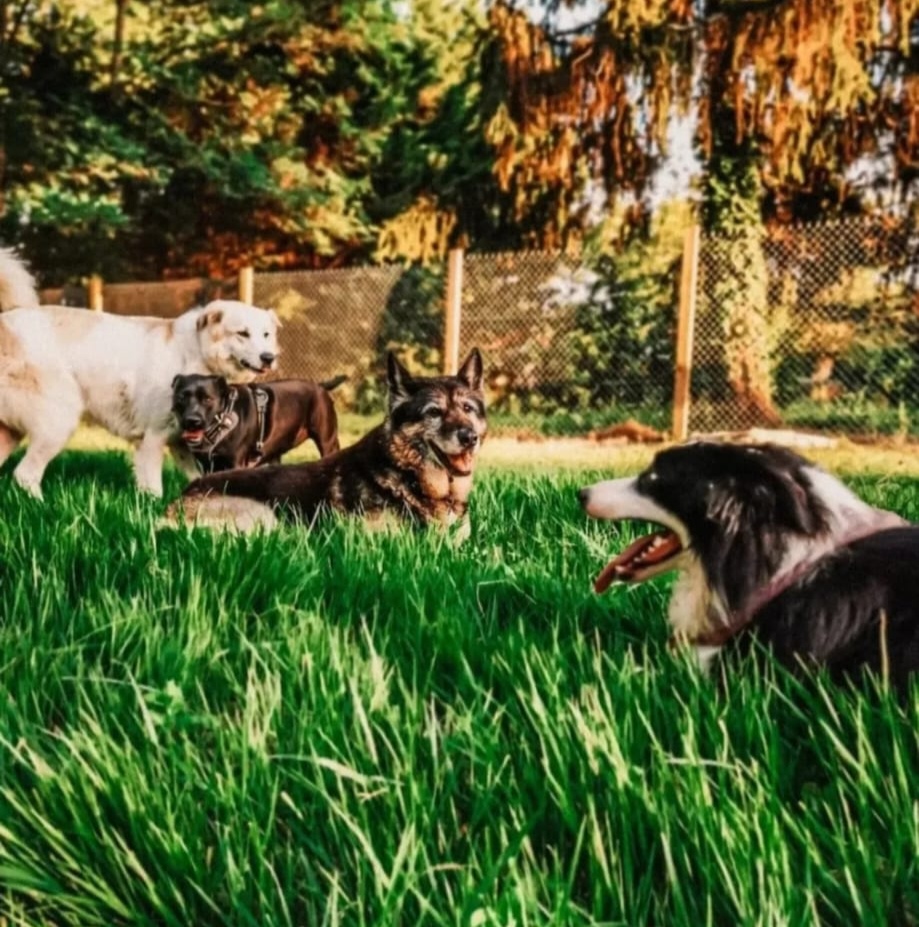 Sky Land's Ranch Canin - Pension Canine et Visites à domicile — photo
