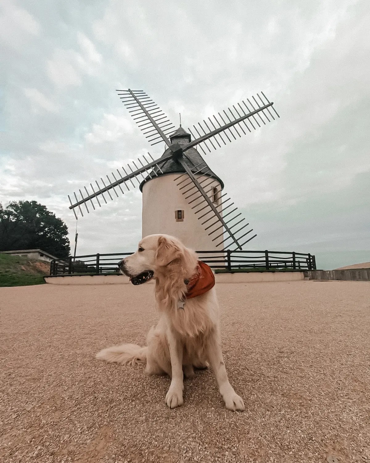 Sky Land's Ranch Canin - Pension Canine et Visites à domicile — photo
