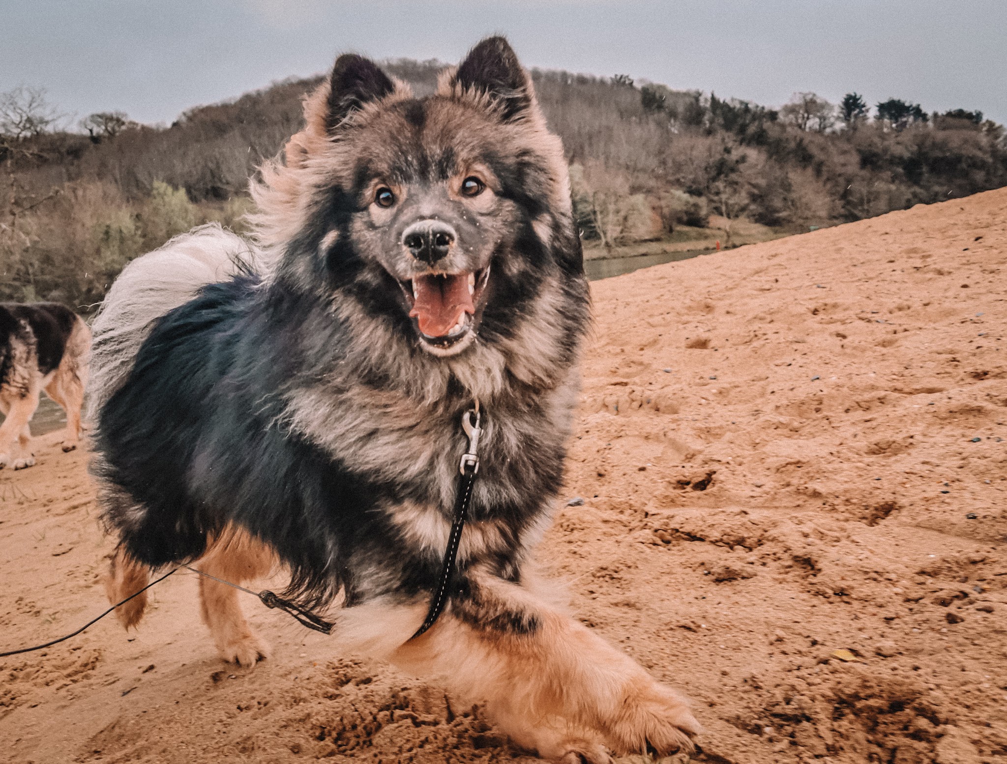 Sky Land's Ranch Canin - Pension Canine et Visites à domicile — photo