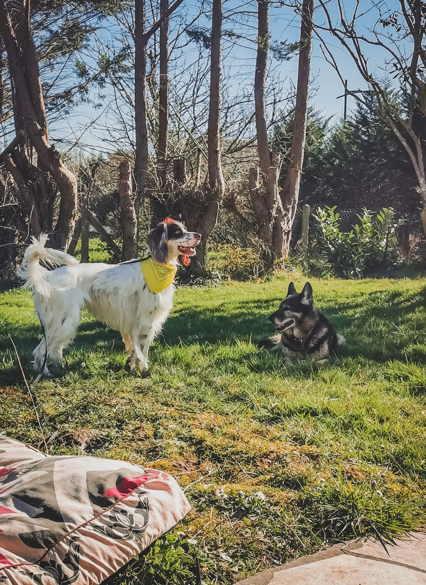 Sky Land's Ranch Canin - Pension Canine et Visites à domicile — photo
