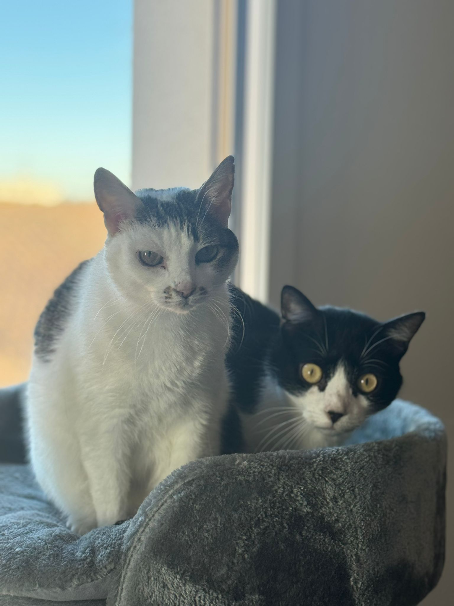 La Compagnie des Compagnons - Petsitter pour chat, chien et NAC à Reims — photo
