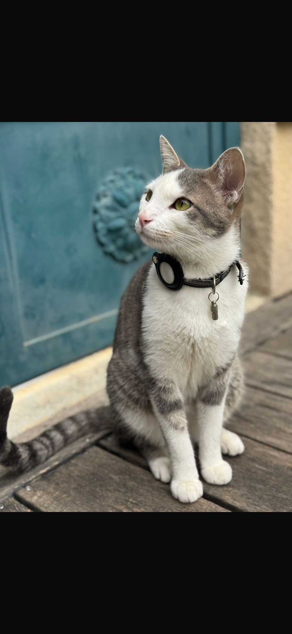La Compagnie des Compagnons - Petsitter pour chat, chien et NAC à Reims — photo