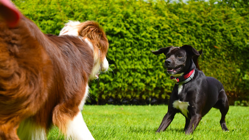 Chez Julie et Compagnie | Pension canine Manche | Julie Lemoussu