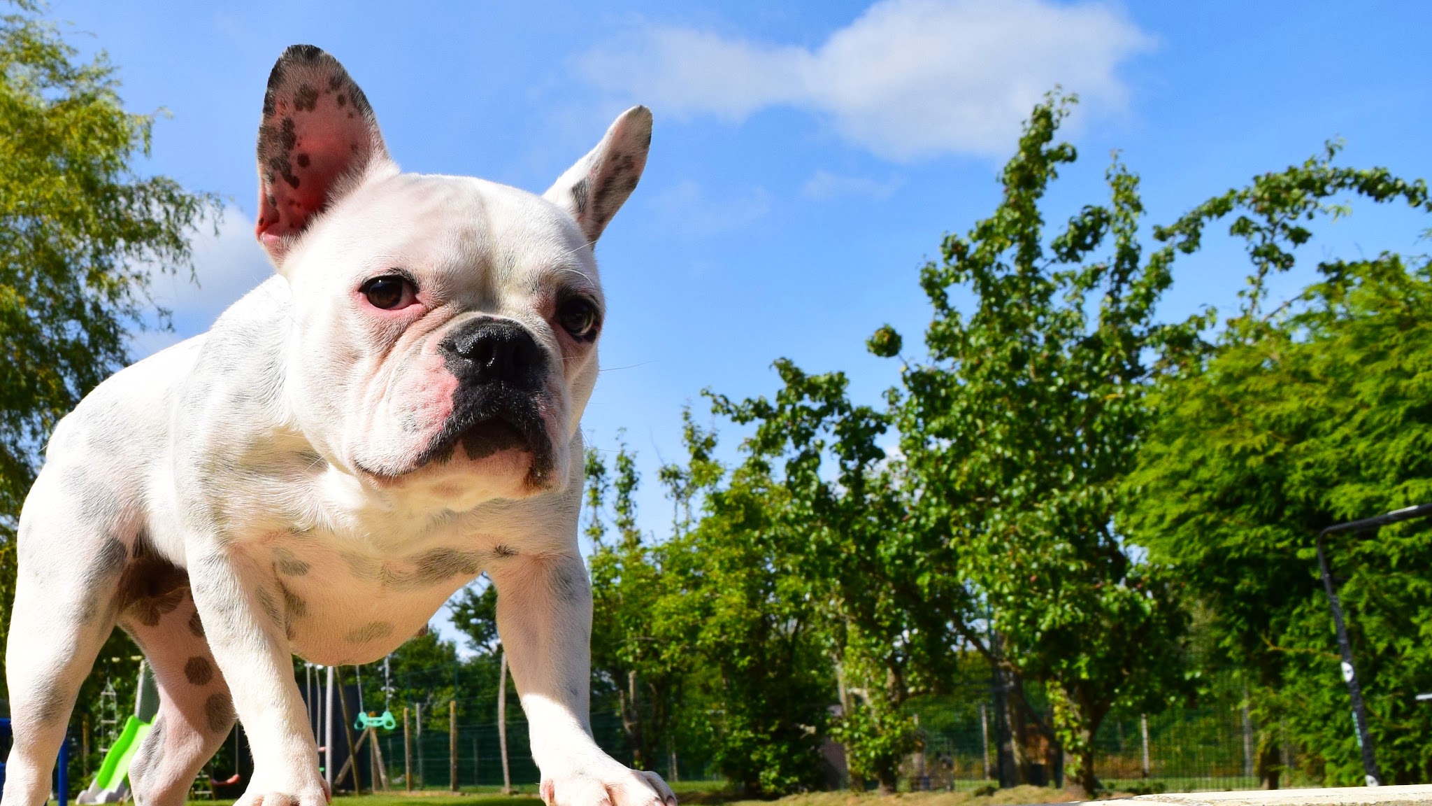 Chez Julie et Compagnie | Pension canine Manche | Julie Lemoussu — photo