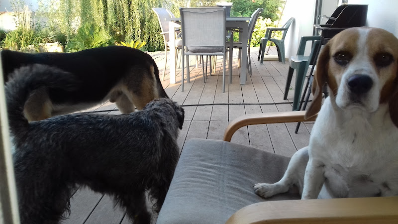 Toutou, Minette & Compagnie