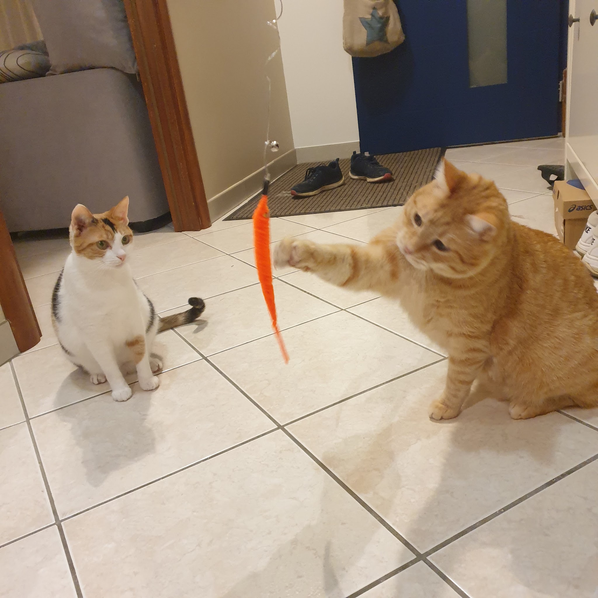 Héloïse Animaux Services — photo