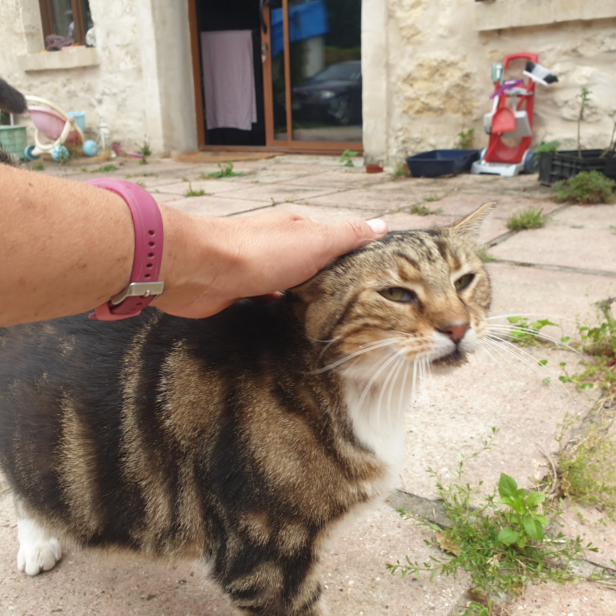 Héloïse Animaux Services — photo