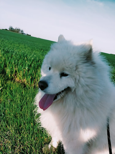 J'M Les Chiens 76 Gardiennage a votre domicile : ACACED chiens/chats