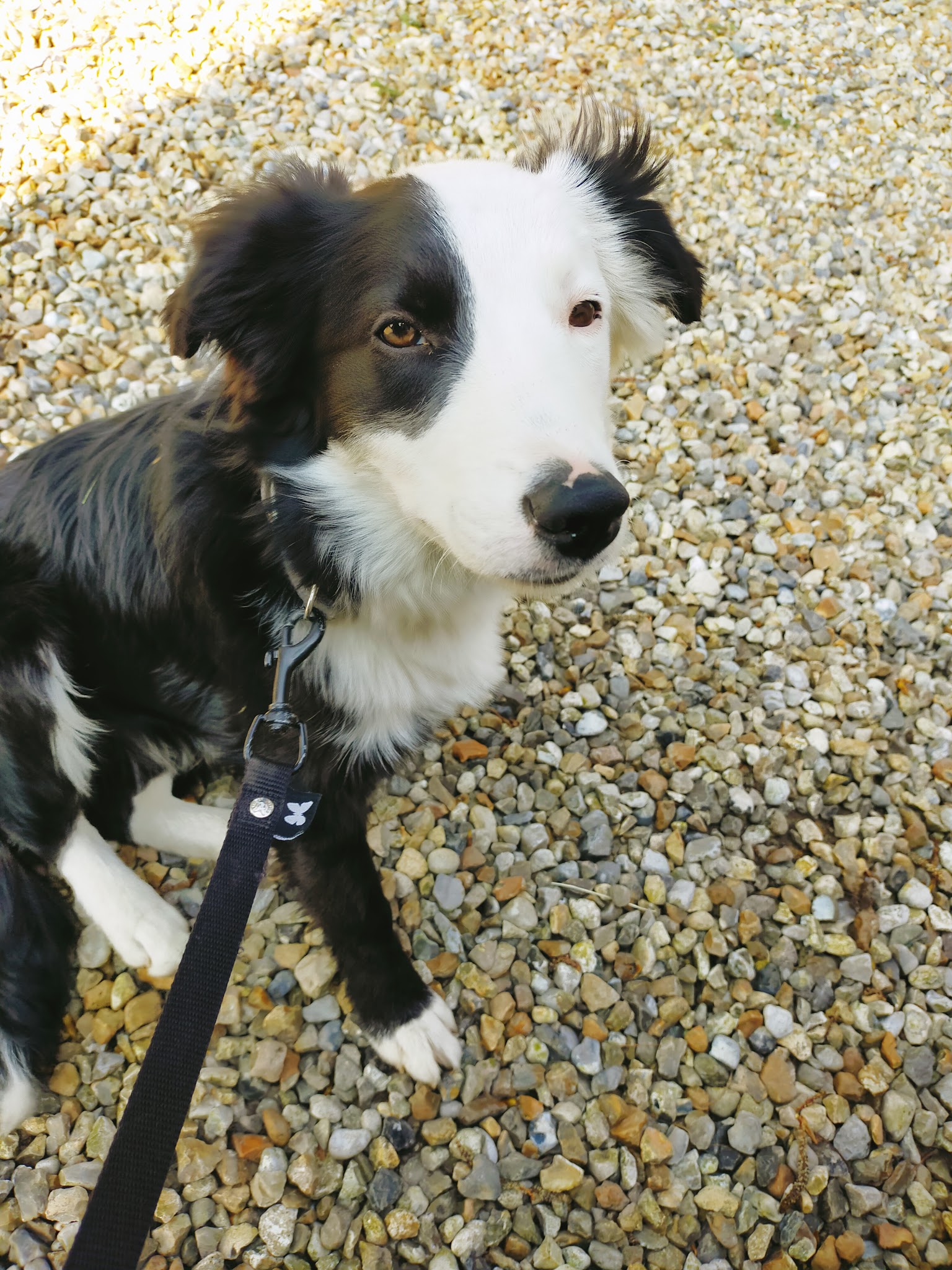 J'M Les Chiens 76 Gardiennage a votre domicile : ACACED chiens/chats — photo