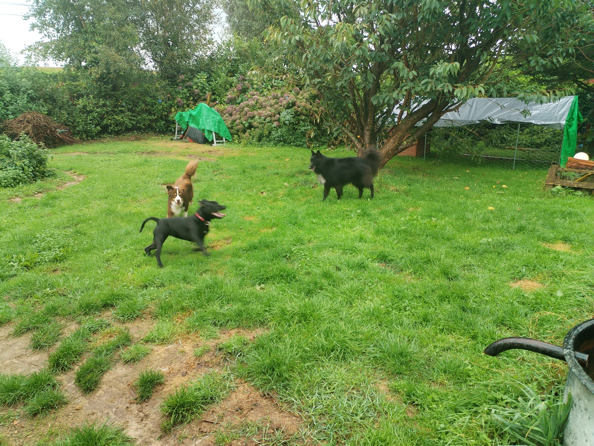 J'M Les Chiens 76 Gardiennage a votre domicile : ACACED chiens/chats — photo
