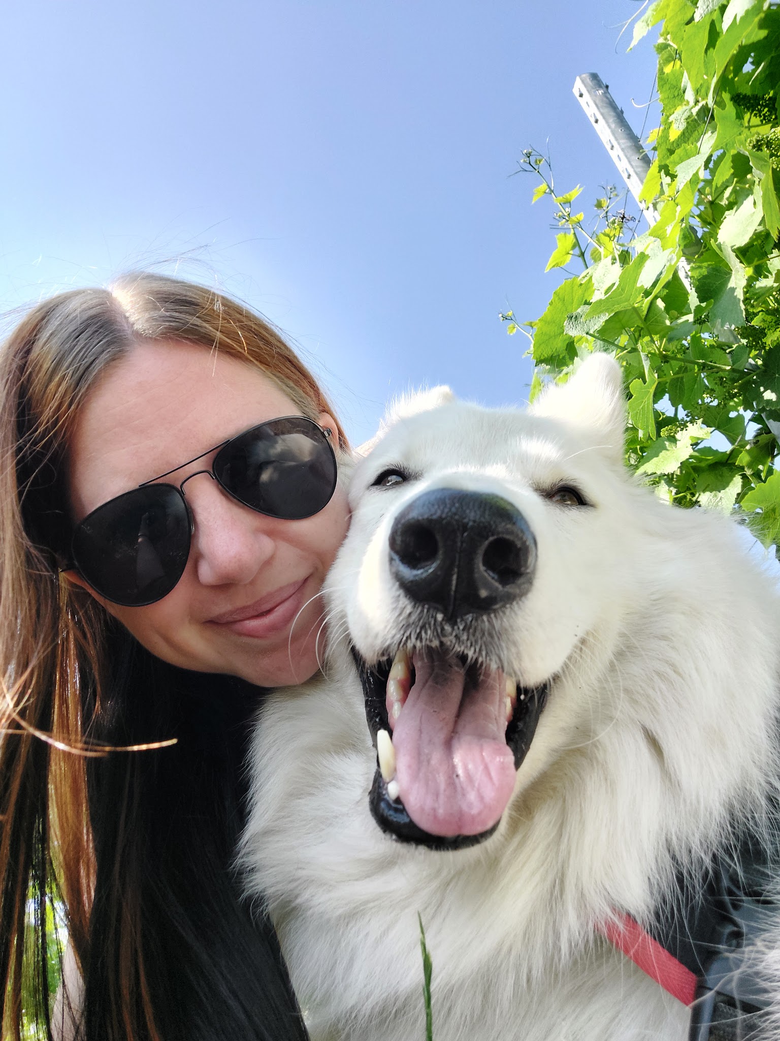 Éducation canine Dog+ ● Éducateur comportementaliste canin ● — photo