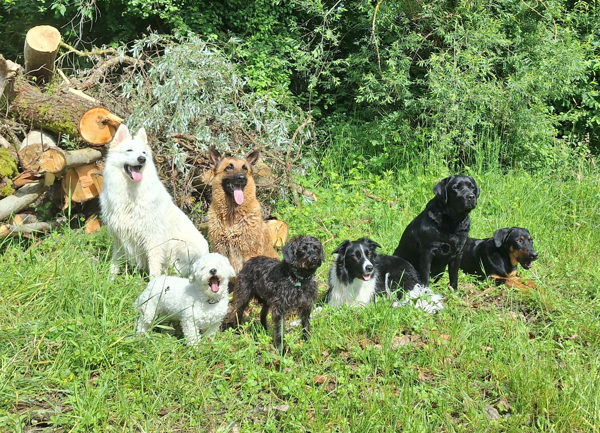 Éducation canine Dog+ ● Éducateur comportementaliste canin ●
