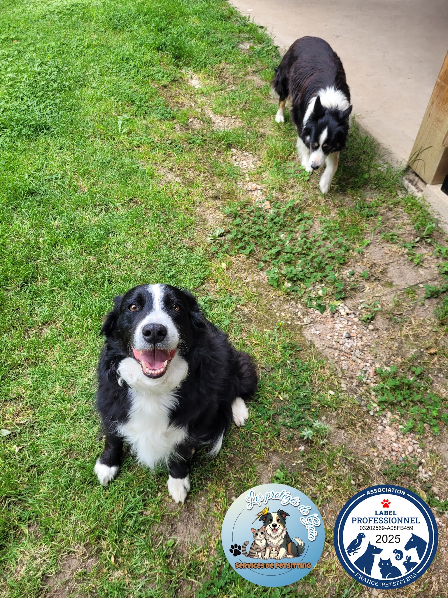Les protégés de Gaïa 🔥Pet-sitter Chat Chien NAC à Sarcey et alentours 🐾Visites à domicile 🐾Promenades — photo