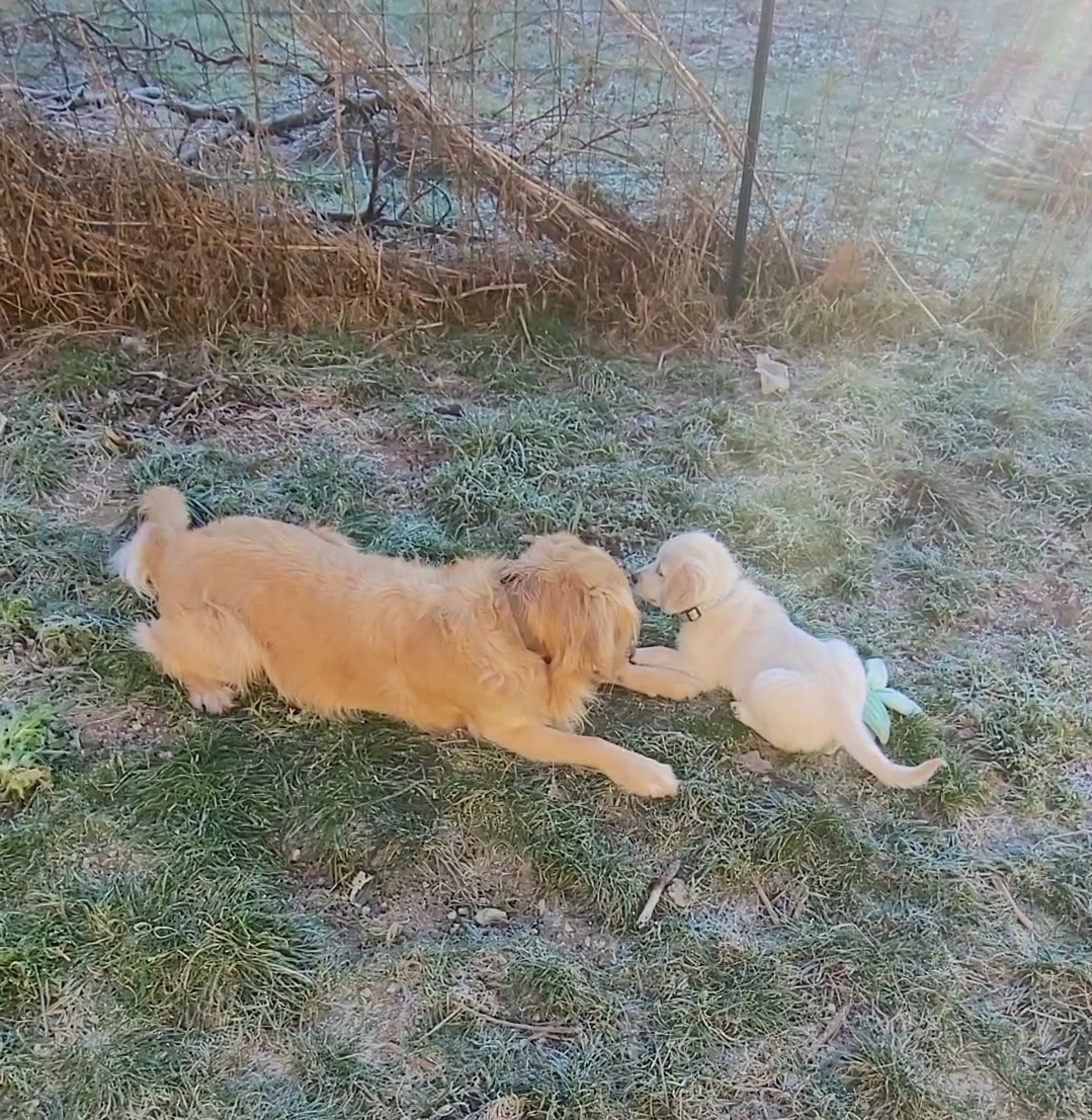 Les protégés de Gaïa 🔥Pet-sitter Chat Chien NAC à Sarcey et alentours 🐾Visites à domicile 🐾Promenades — photo