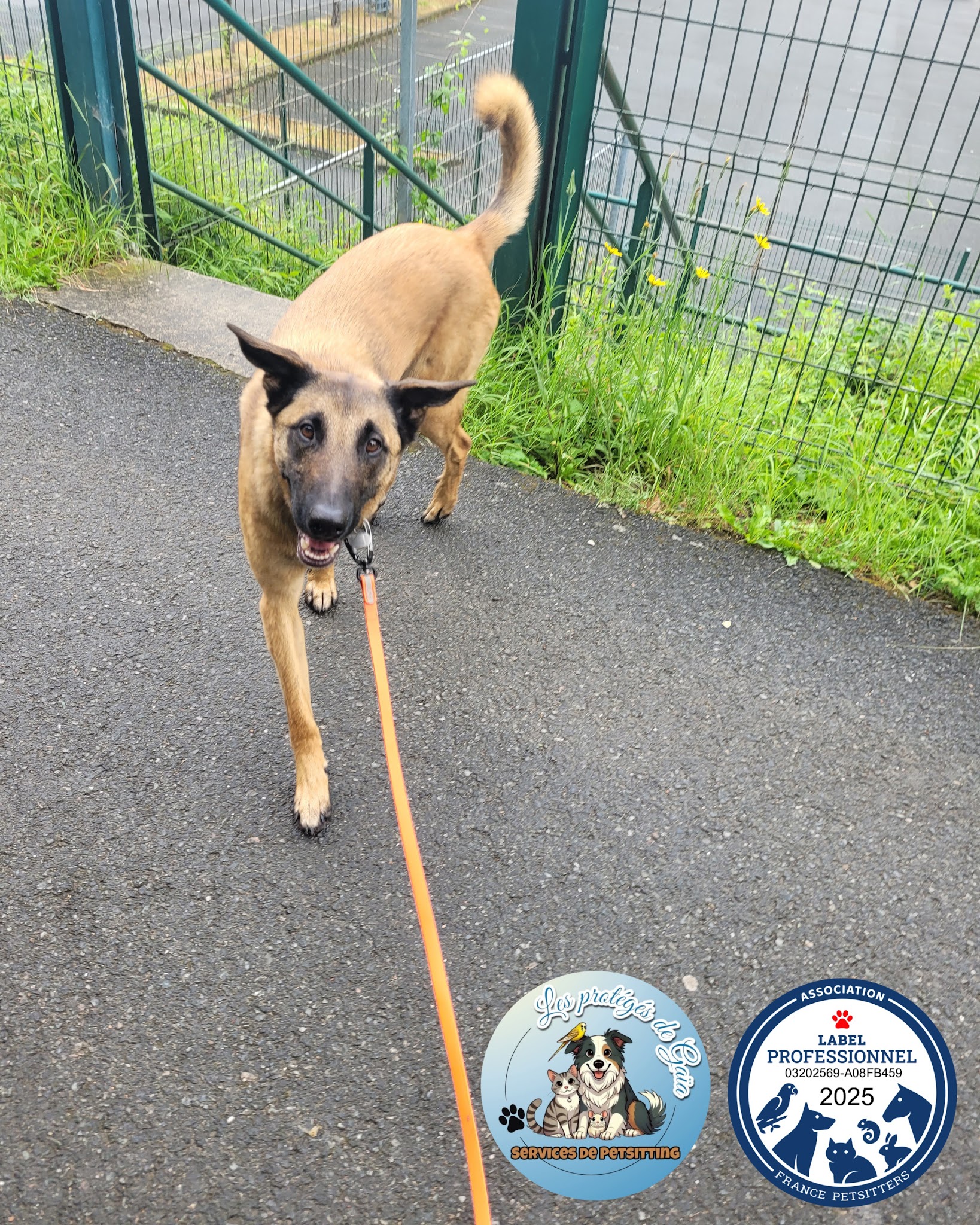 Les protégés de Gaïa 🔥Pet-sitter Chat Chien NAC à Sarcey et alentours 🐾Visites à domicile 🐾Promenades — photo