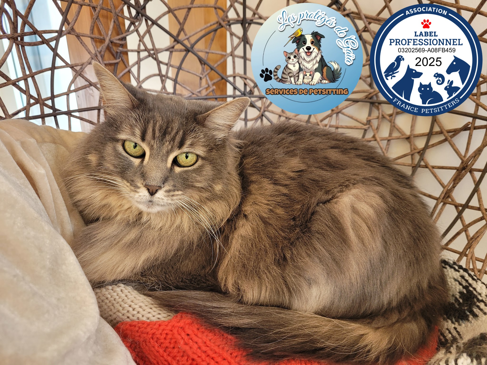 Les protégés de Gaïa 🔥Pet-sitter Chat Chien NAC à Sarcey et alentours 🐾Visites à domicile 🐾Promenades — photo
