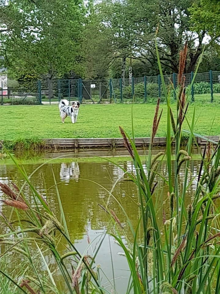 La Douce Vallée - Pension pour chien et chat — photo