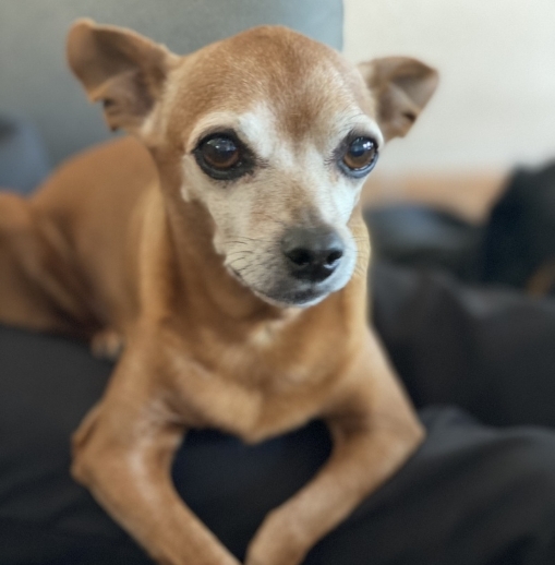 La Douce Vallée - Pension pour chien et chat — photo