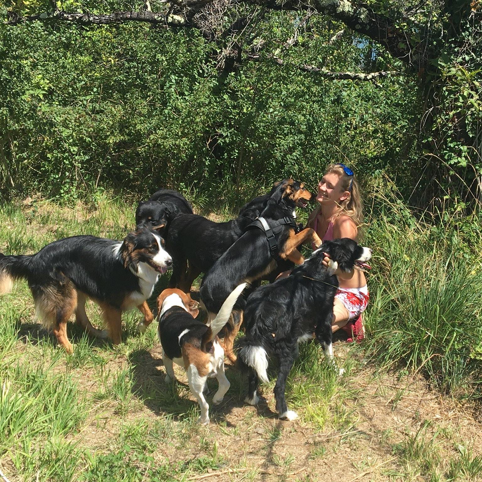 Jecksaw and Co. Garde de chiens