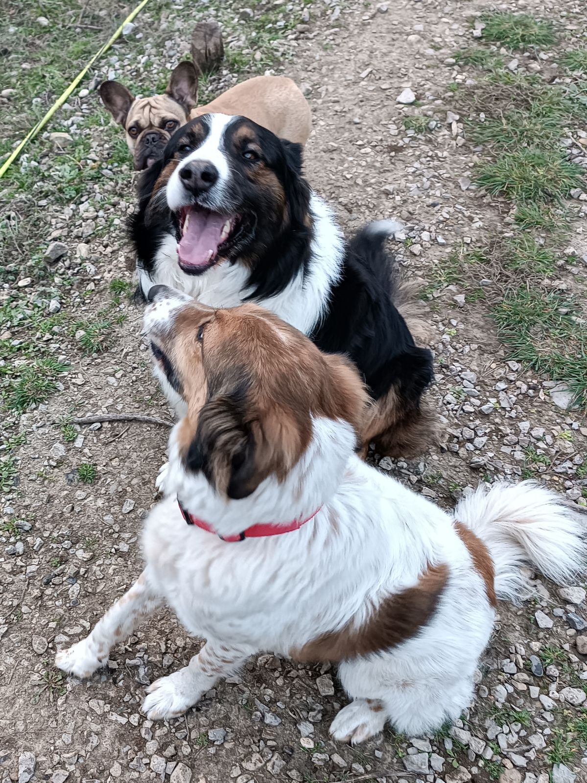 Jecksaw and Co. Garde de chiens — photo