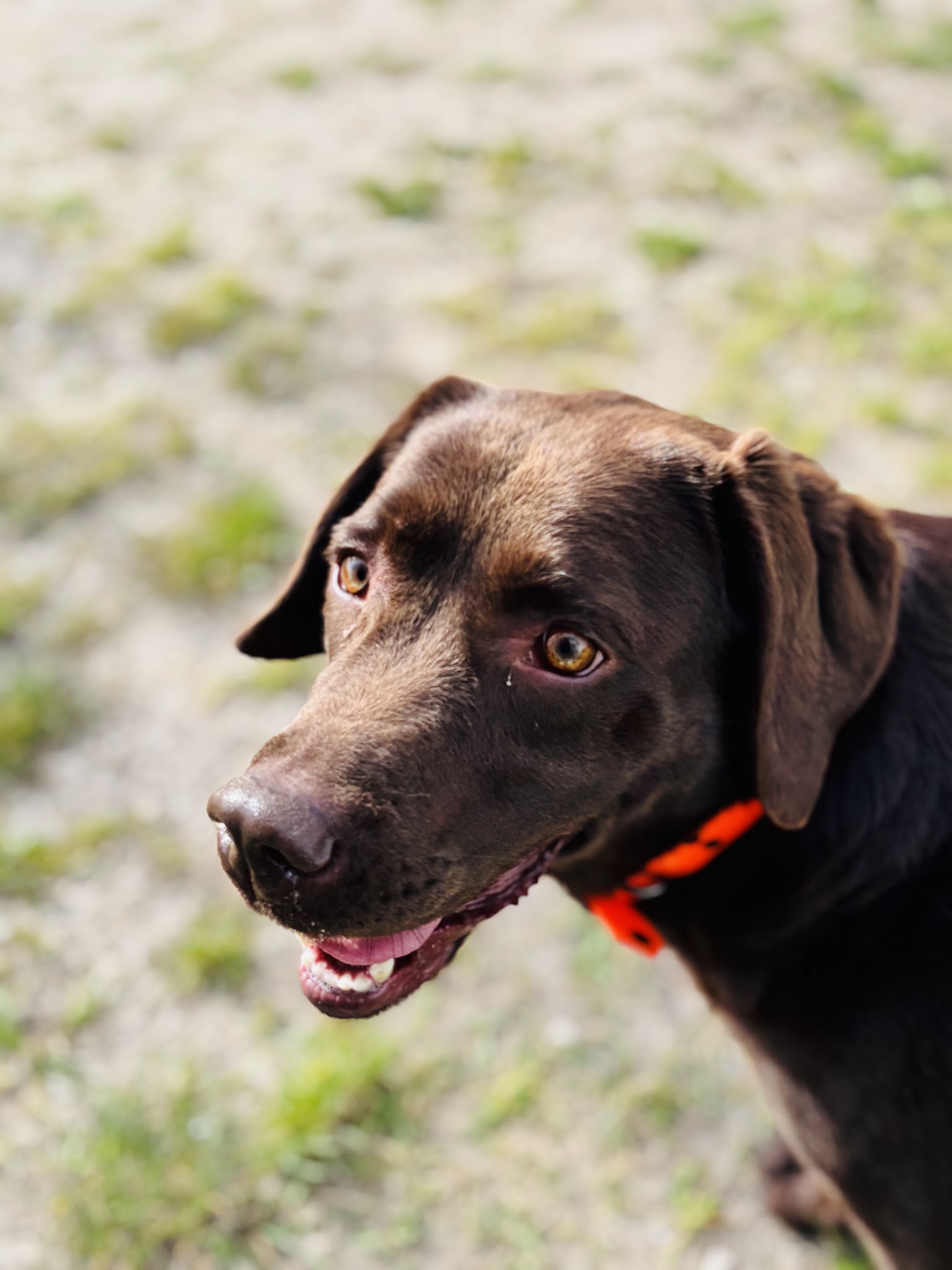 La Colocanine — photo