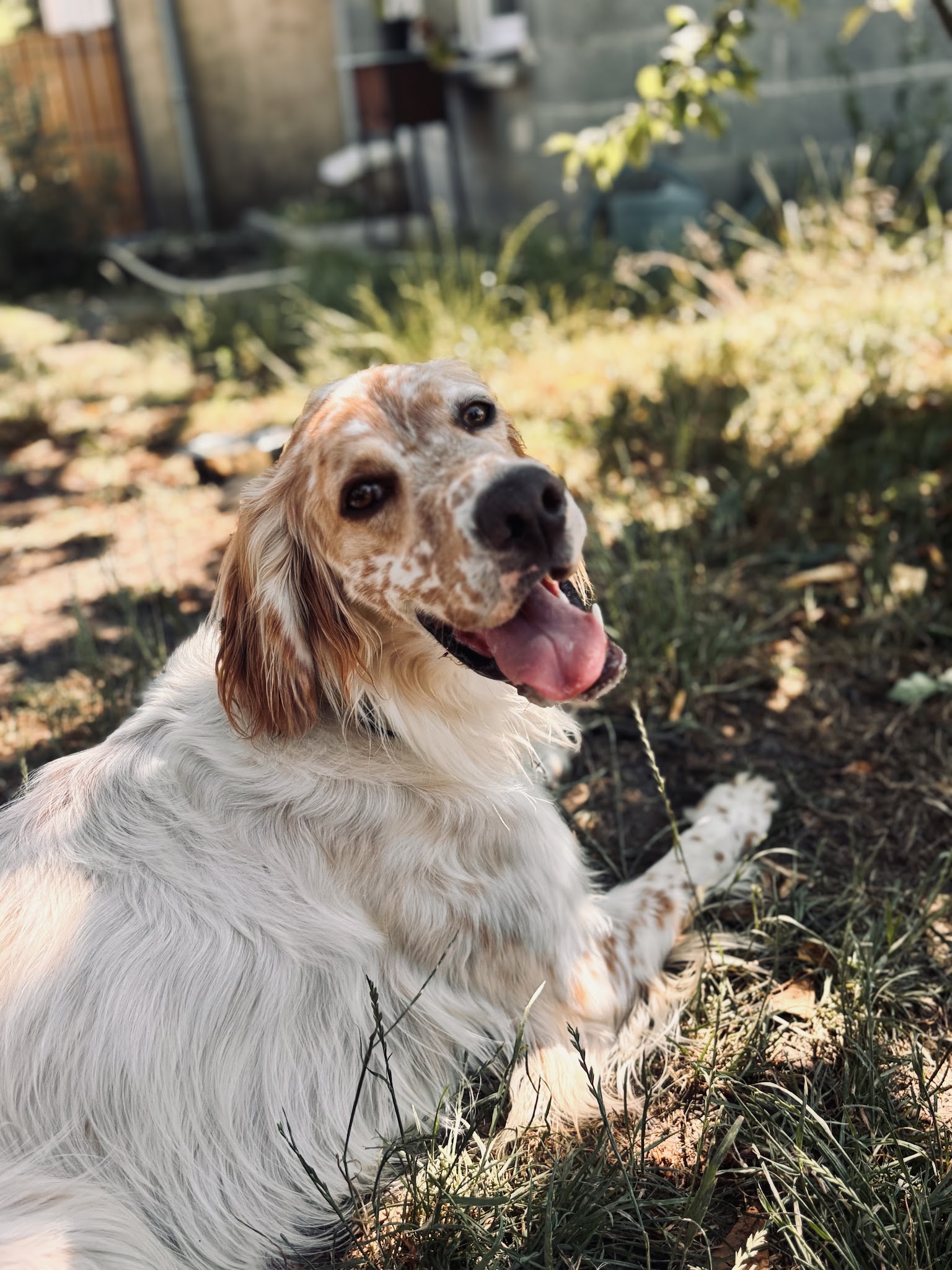 La Colocanine
