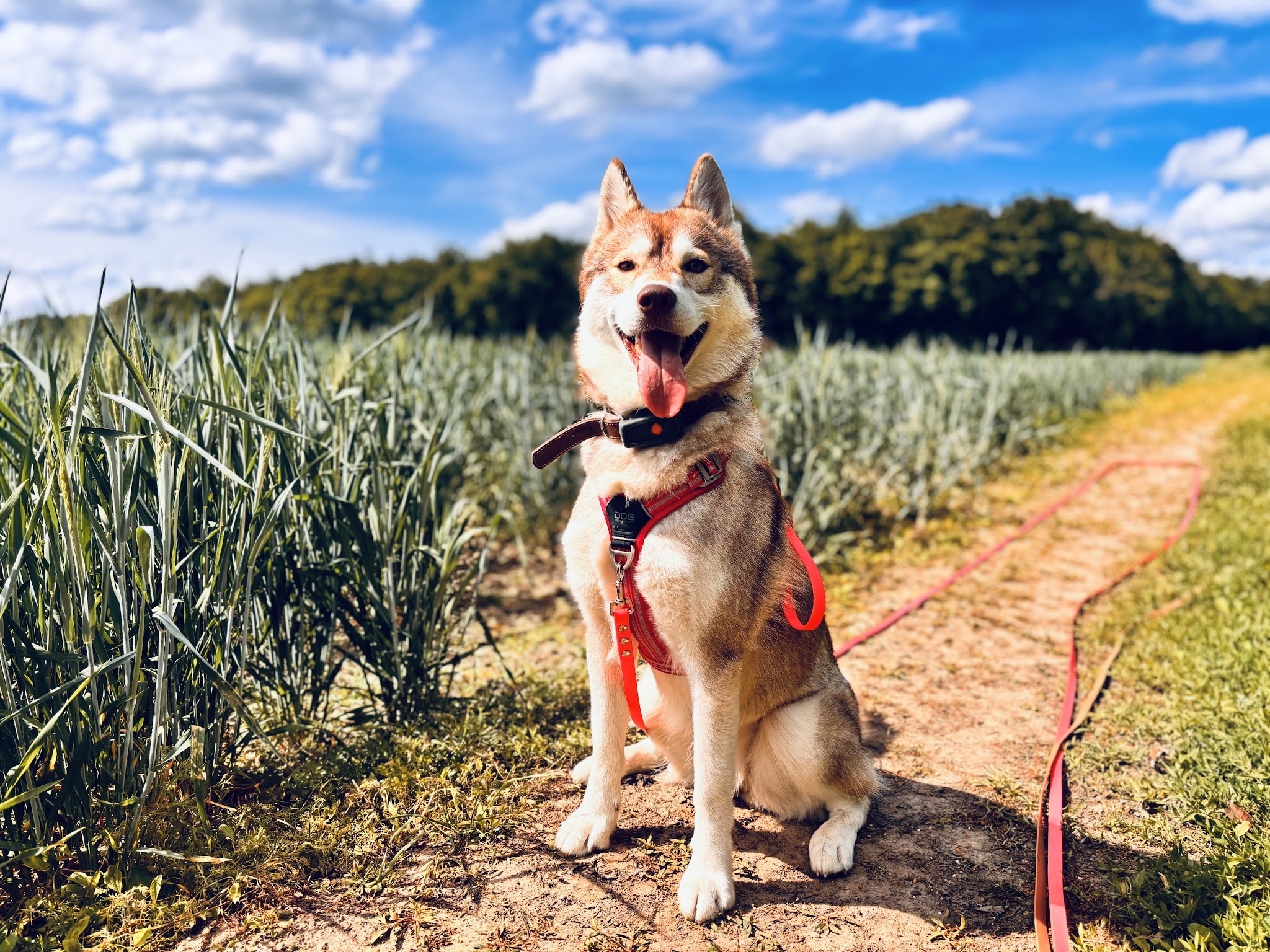 La Colocanine — photo