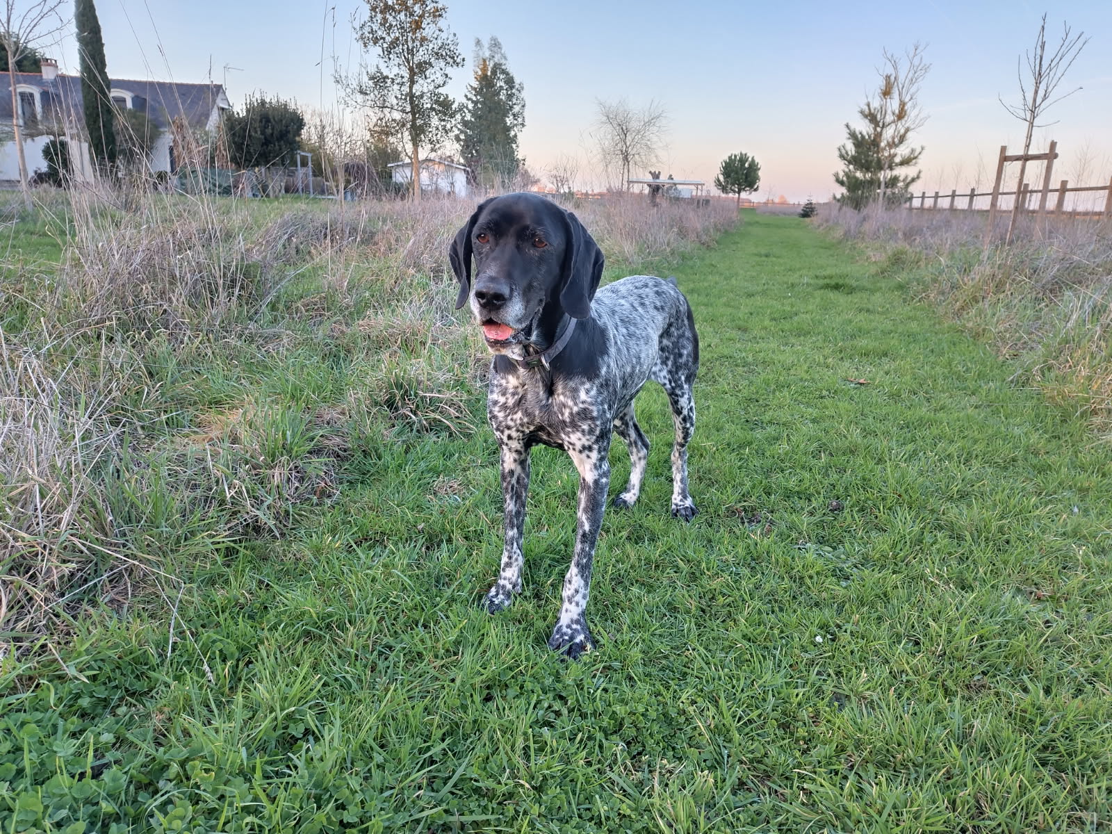 Animalis Pet-Sitting — photo