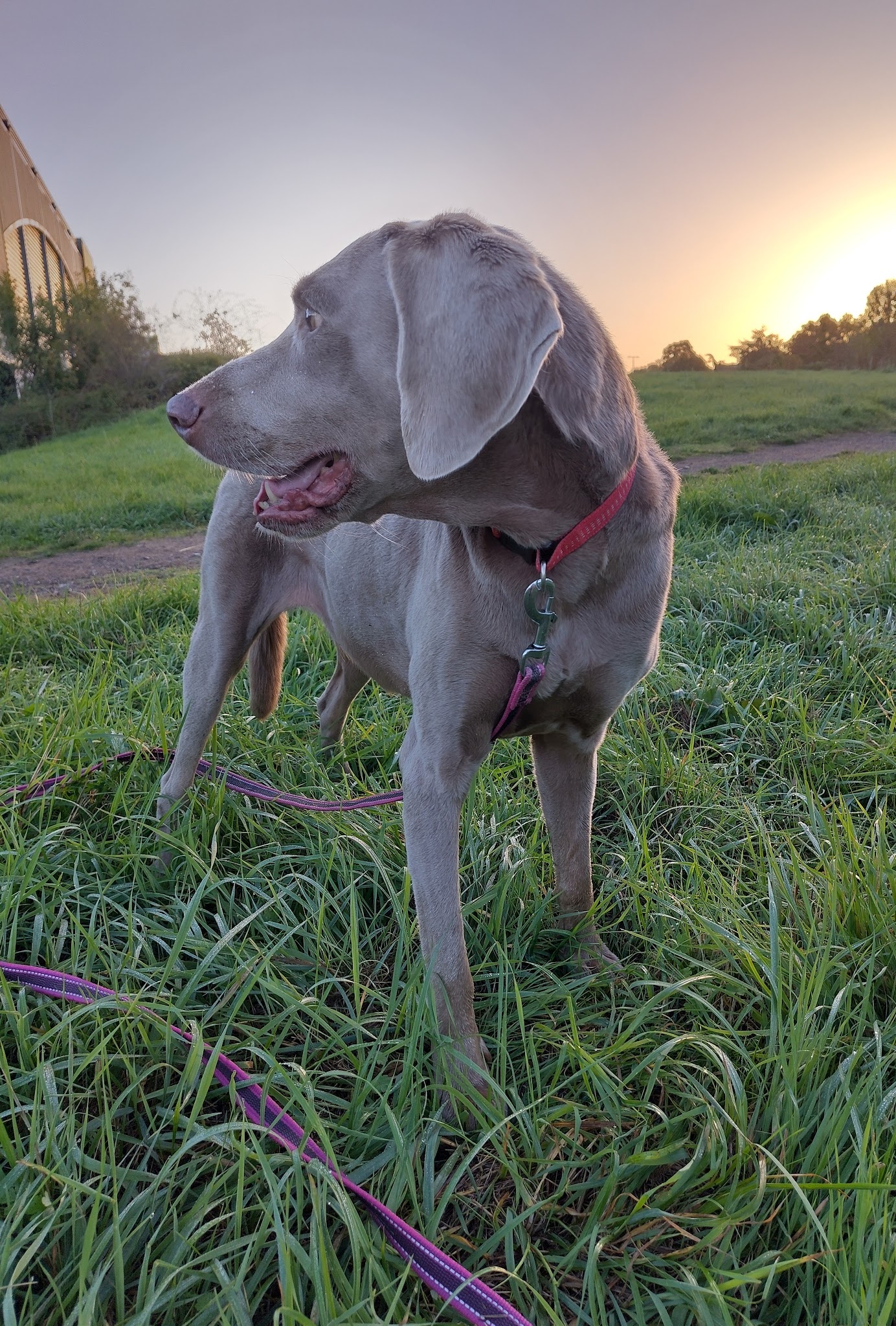 Animalis Pet-Sitting — photo