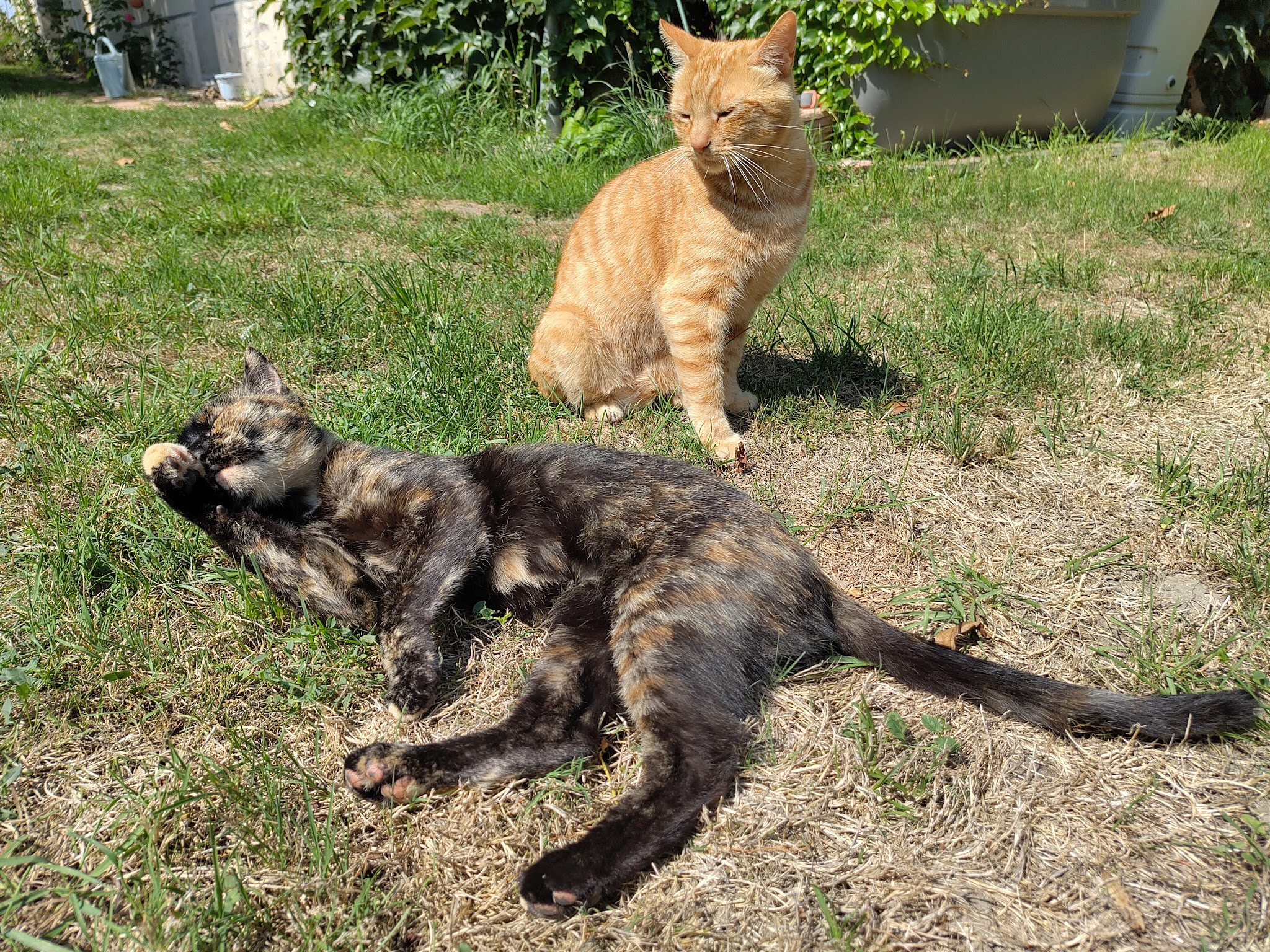 Animalis Pet-Sitting — photo