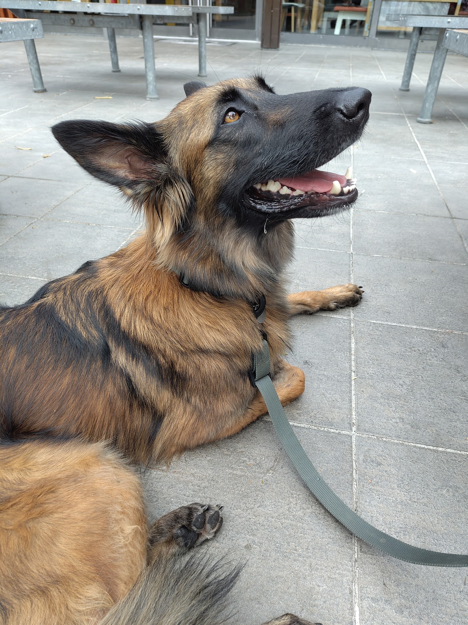 Animalis Pet-Sitting — photo