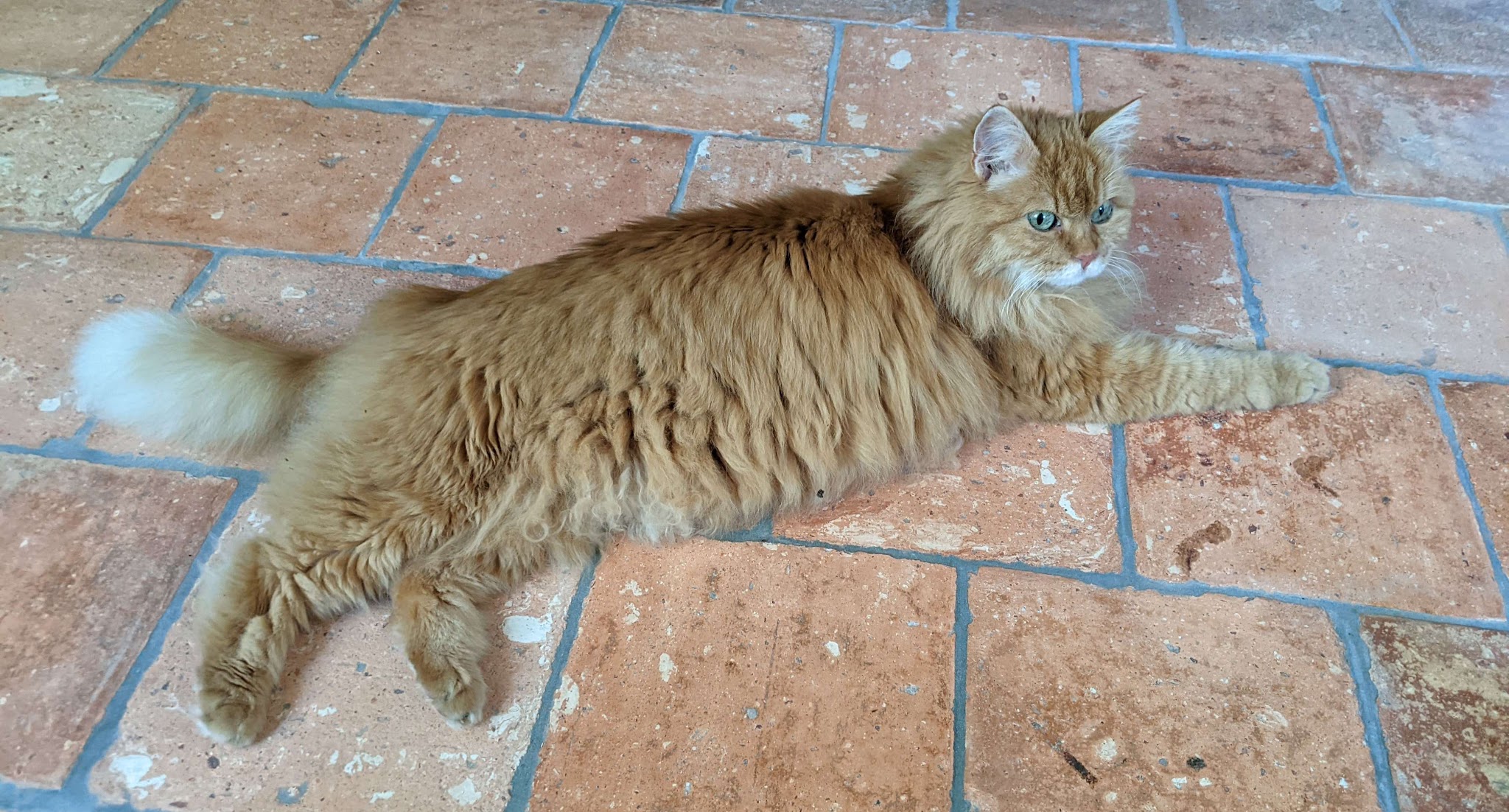 Animalis Pet-Sitting