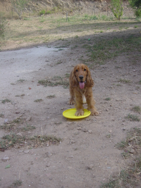 La colline canine