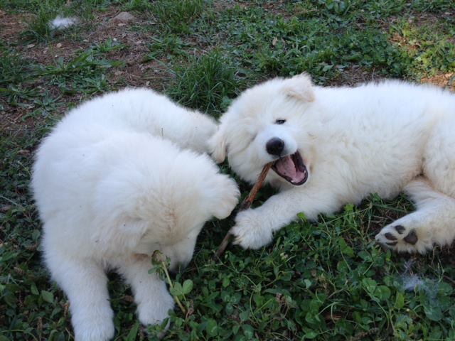 La colline canine — photo