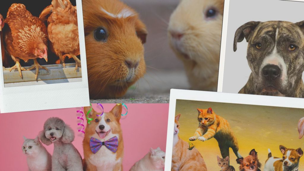 Doubs'ceur animale — photo