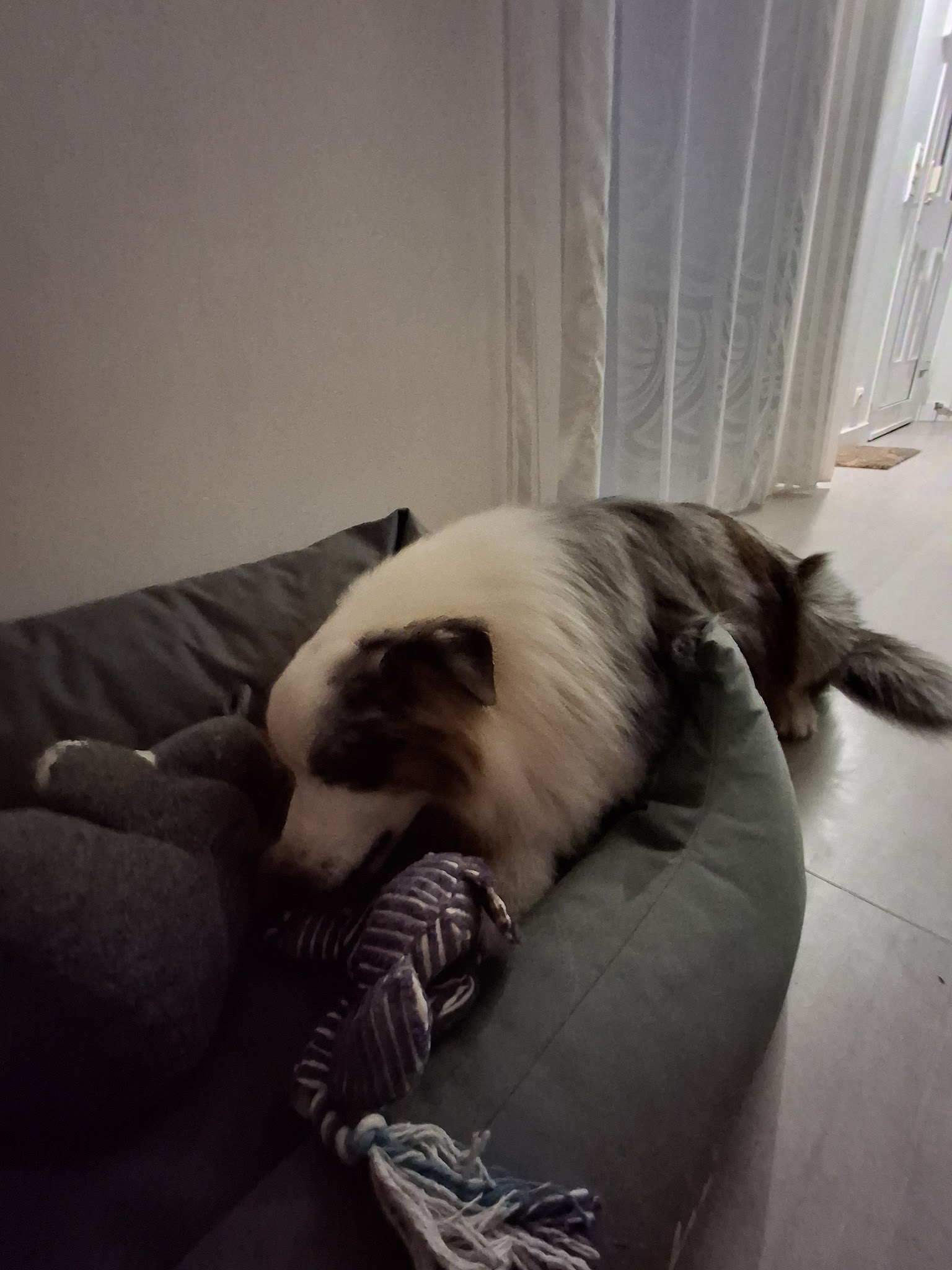 Domaine De La Chesnaie - Pension Canine — photo