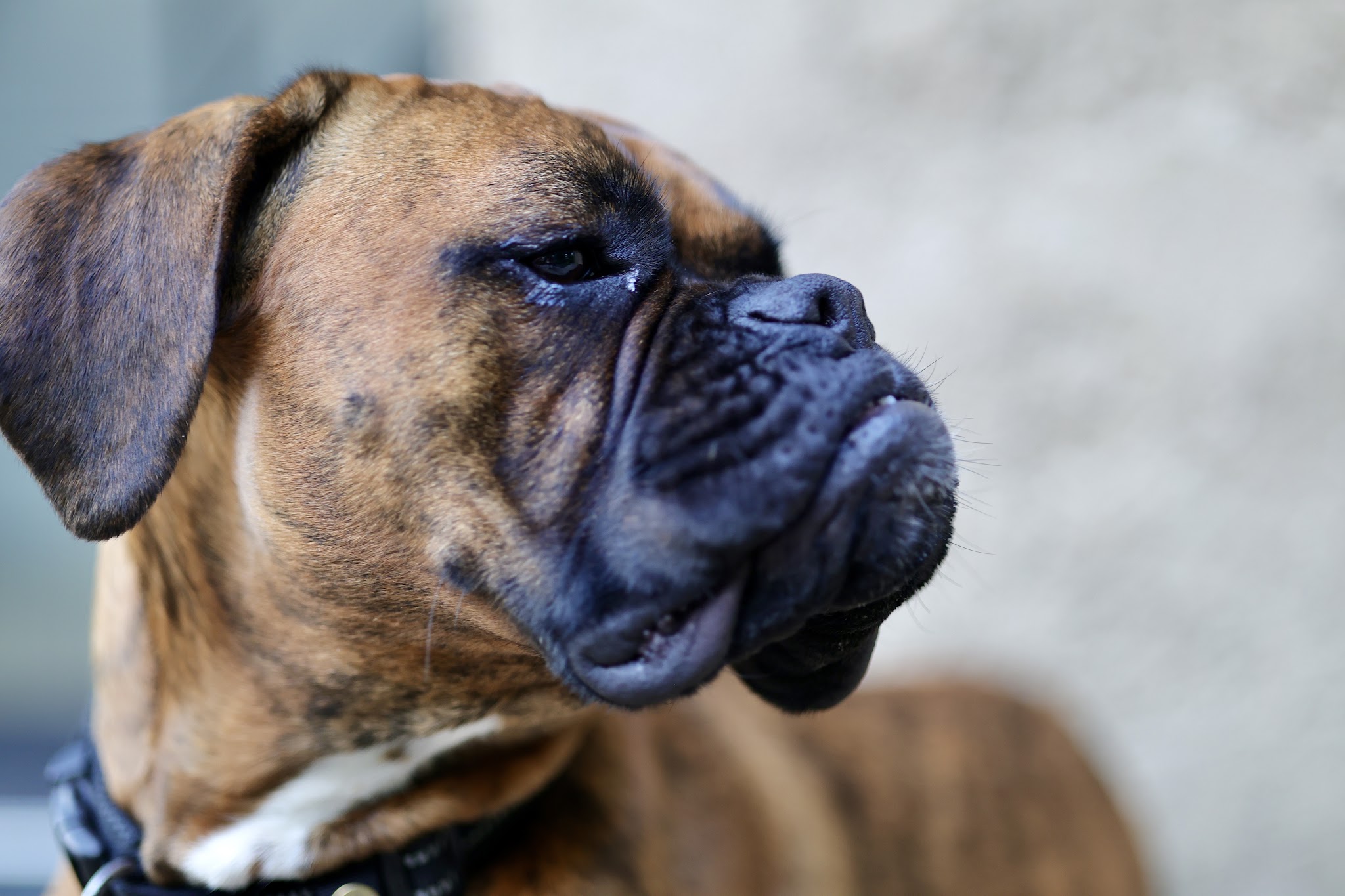 Domaine De La Chesnaie - Pension Canine — photo